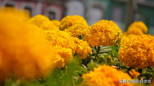 一拍即得， 植物的秘密全知道