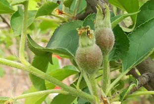 植物生长的秘密武器：磷酸二氢钾与果秋红