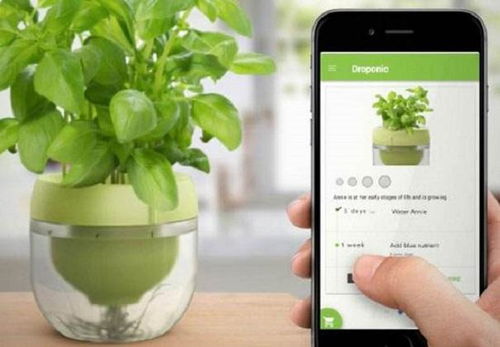 植物成长的点滴记录