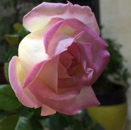 月季花会， 世界瞩目