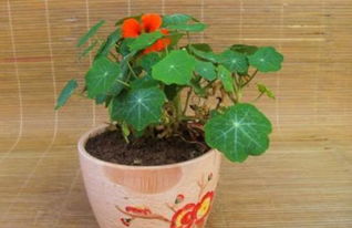 旱金莲种植方法图解