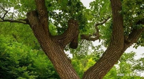 树木的多样世界