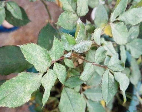 月季常见病害一：黑斑病