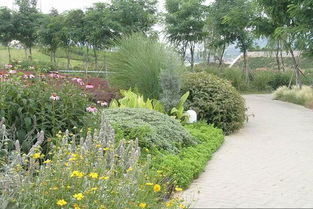 庭院花境必备：6款灌木球品种大盘点