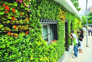 大型藤本植物， 给墙面穿上一件绿色外衣