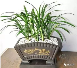 陶盆里的色彩斑斓