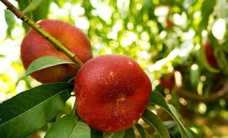 桃子的甜蜜诱惑， 无农药的坚守