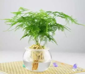 水培如意核心技巧，如何让根系更健康