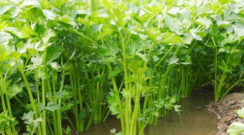 冬天越冷， 长得越旺的五种蔬菜