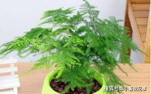 文竹适宜生长的温度是多少度，有没有什么特定的温度范围