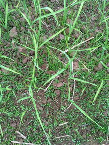 常见除草剂大盘点