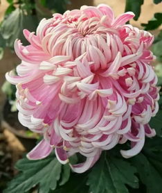 三、 按花径分类