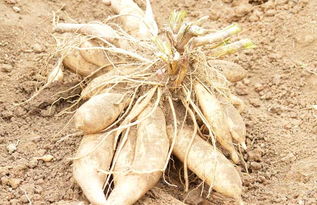 土壤选择：透气排水， 雪莲果生长的基石