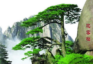 松树与伞：遮风挡雨的守护伞