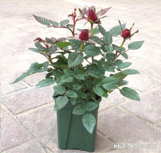 状态二：生长状态下的月季小苗修剪