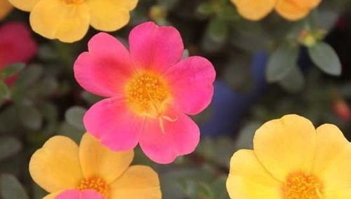 盆栽太阳花如何进行日常养护，避免黄叶和枯萎现象