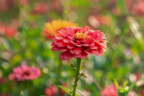 简易遮阳挡雨棚：保护花卉的秘密武器