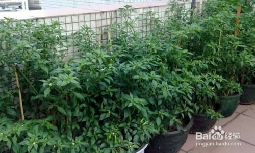 养殖黄鳝的高效技术：花卉爱好者必学的园艺秘诀