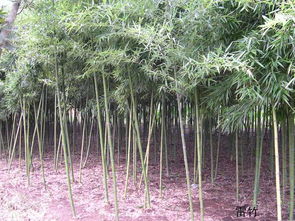 四川雷竹苗购买指南：哪里嫩买到优质苗？