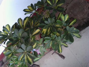 鹅掌柴与发财树的品种区别