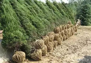 苗木种类及用途