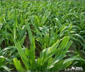 韭菜被玉米除草剂喷洒后还能恢复生长吗？