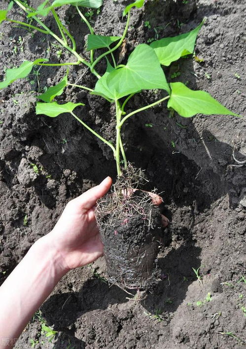 红薯地下害虫毒杀，指利用化学或生物方法