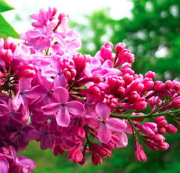 修剪丁香的讲究