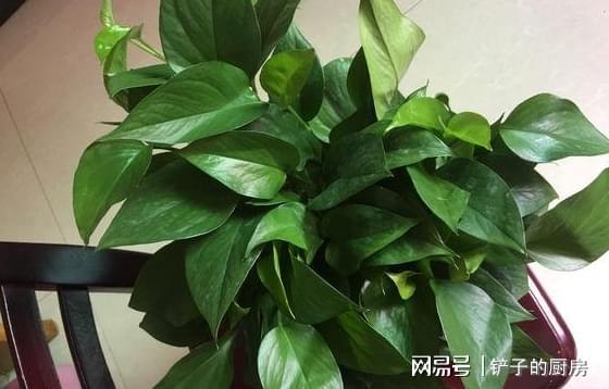 绿萝盆栽如何栽培才能长得旺盛？