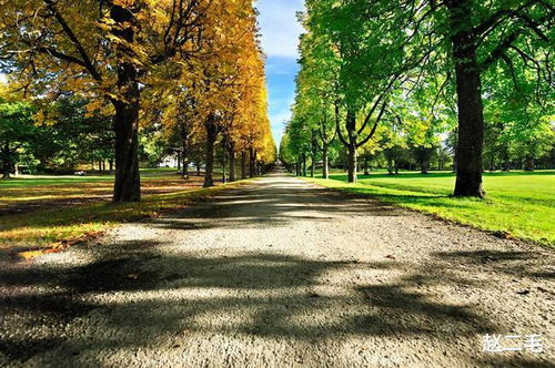 夏天的樟树，热情如火