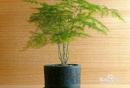 文竹的无毒与平安