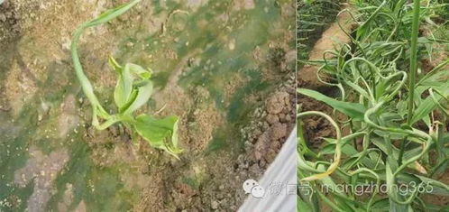 生姜钻心虫防治方法中，如何有效结合防治生姜心蚁的措施