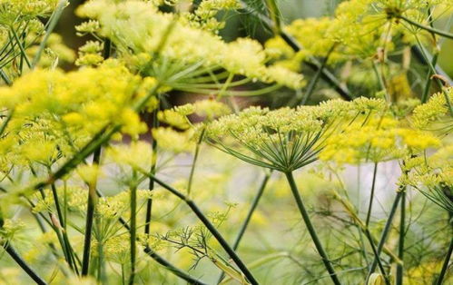 十香菜养护技巧：轻松打造绿意盎然的花卉天地