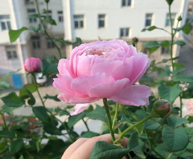 一、 气温不降坚决不Zuo秋剪