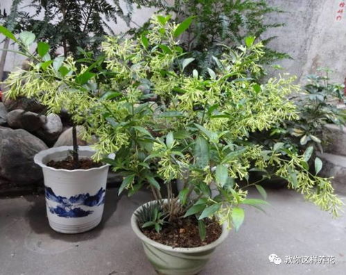 高血压人群适合养什么花？探讨花卉对高血压患者的适宜性