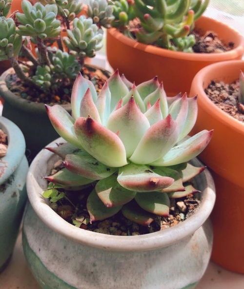 多肉长出白色小颗粒的原因分析