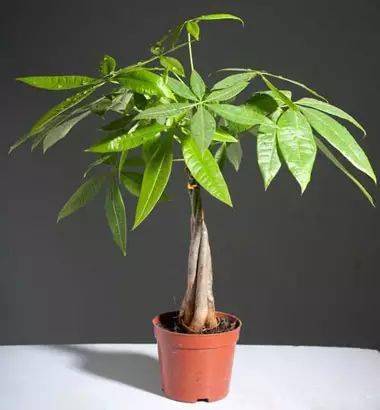 发财树掉叶子？如何挽救这绿意盎然的生机