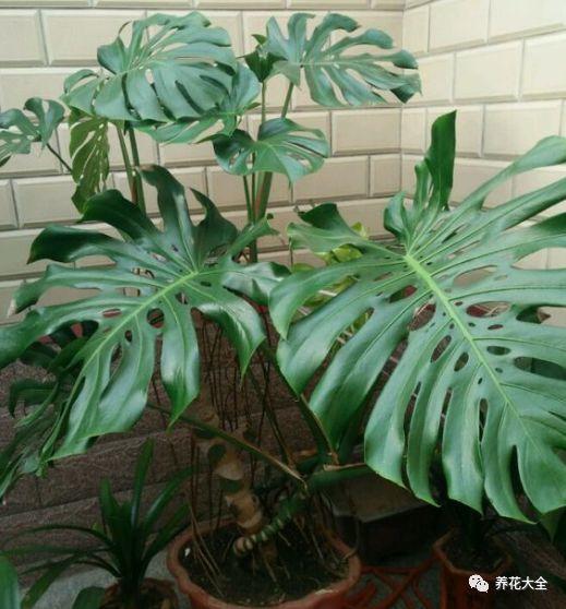 1. 龟背竹：净化空气的小嫩手