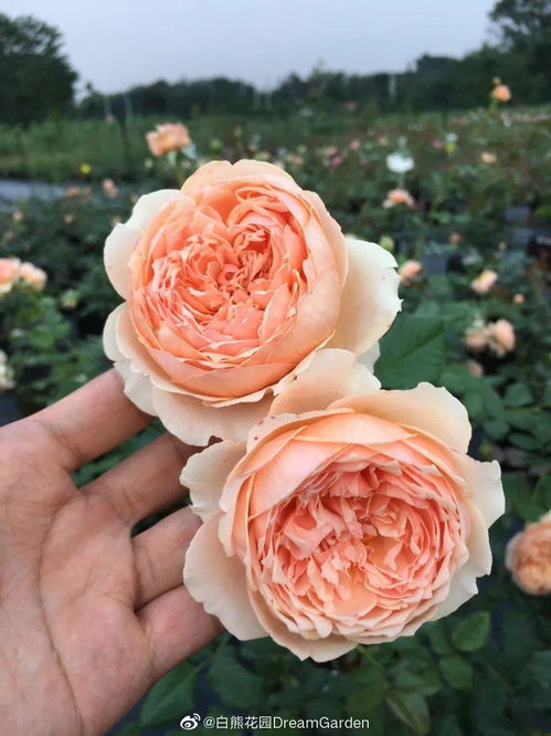 浪漫绯句月季简介