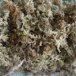 苔藓繁殖，如何实现无土栽培