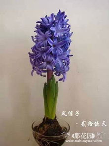 风信子发芽后如何巧妙拆分