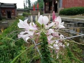 花卉醉蝶花，如何养护让它绽放