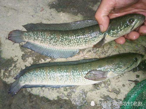 黑鱼攻击力强，捕捉困难
