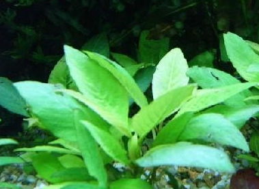 水草种植：了解水草种类、水质要求及适宜生长条件