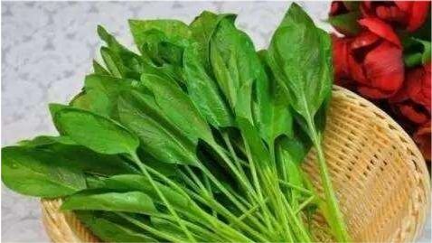 饭豆什么季节种植最合适？春季还是秋季