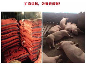 猪长一斤肉需要多少斤饲料，长肉饲料比例是多少？