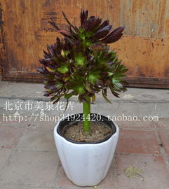 老桩花盆的魔法——适合种植的花卉揭秘