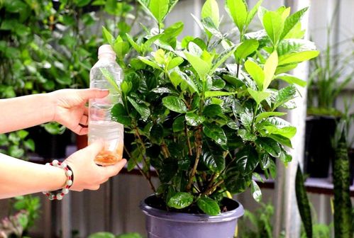 栀子花叶子稀少：是缺水还是施肥不当？