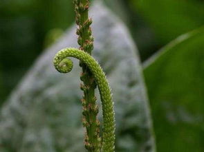 品种选择与种植技巧