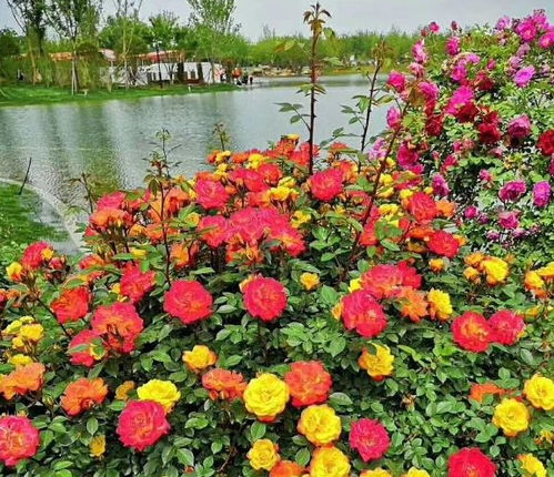 月季花海， 美景如画